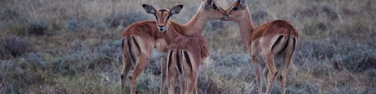 10 Days Rwanda Primates & Serengeti Wildlife Safari