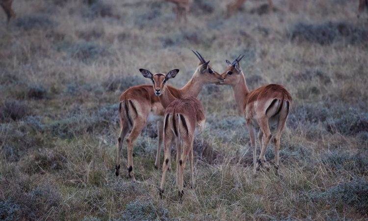 10 Days Rwanda Primates & Serengeti Wildlife Safari