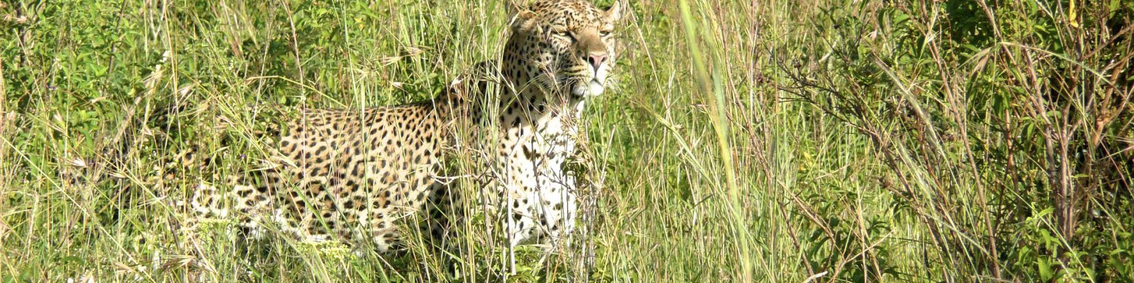 10 Days Uganda Primates & Masai Mara Wildlife Safari