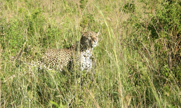 10 Days Uganda Primates & Masai Mara Wildlife Safari