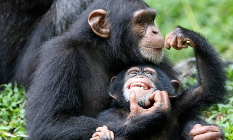 10 Days Uganda Primates & Serengeti Wildlife Safari