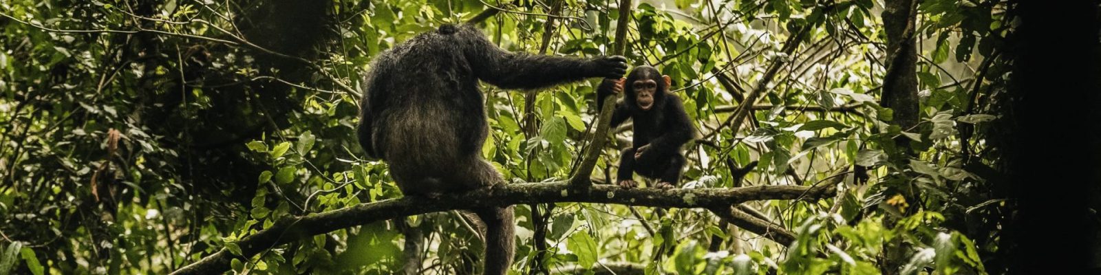 10 Days Uganda Primates & Zanzibar Beach Tour