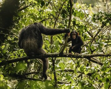 10 Days Uganda Primates & Zanzibar Beach Tour
