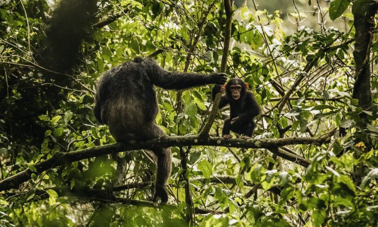 10 Days Uganda Primates & Zanzibar Beach Tour