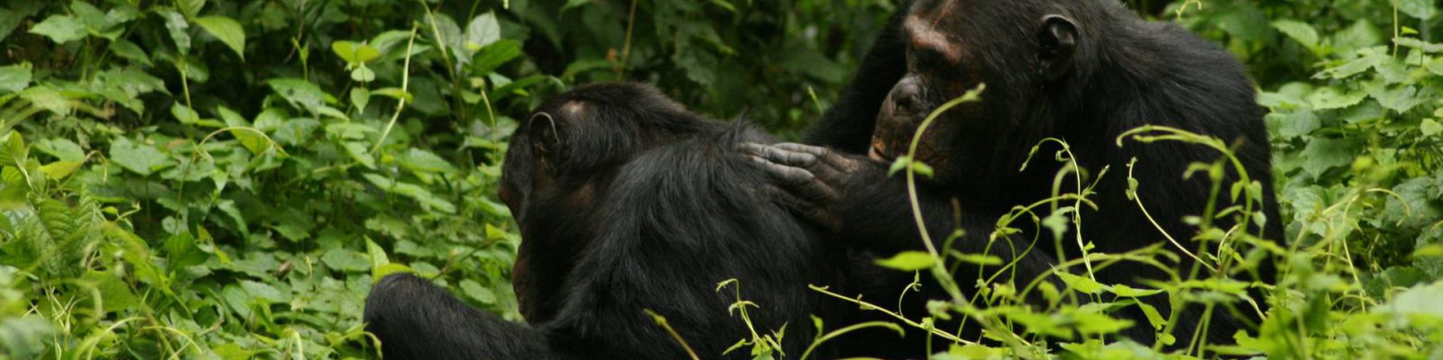 10 Days Uganda Rwanda Safari