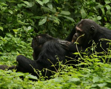 10 Days Uganda Rwanda Safari