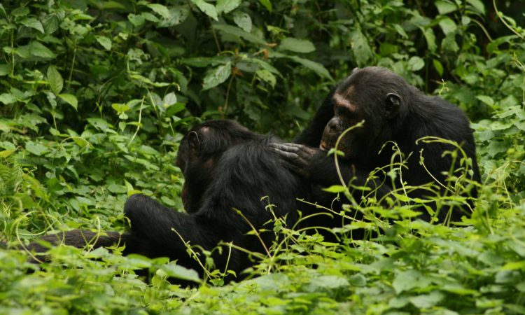 10 Days Uganda Rwanda Safari