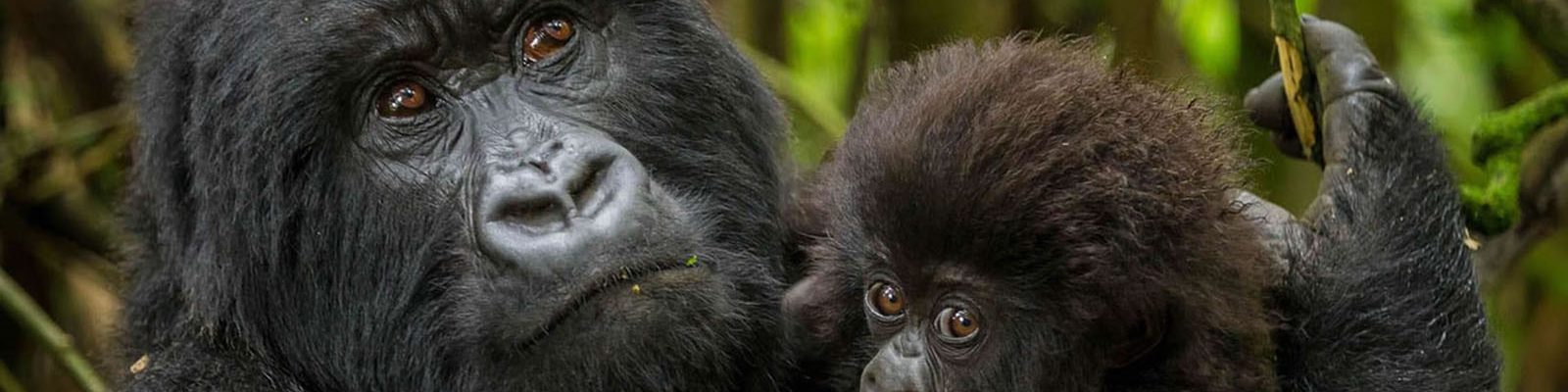 13 Days Uganda Rwanda Primates Safari