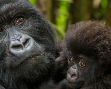 13 Days Uganda Rwanda Primates Safari