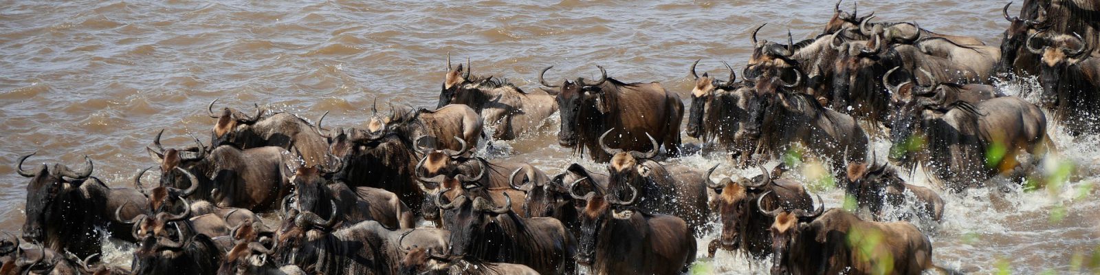 16 Days East African Safari
