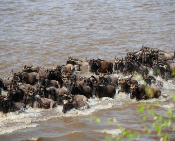 16 Days East African Safari