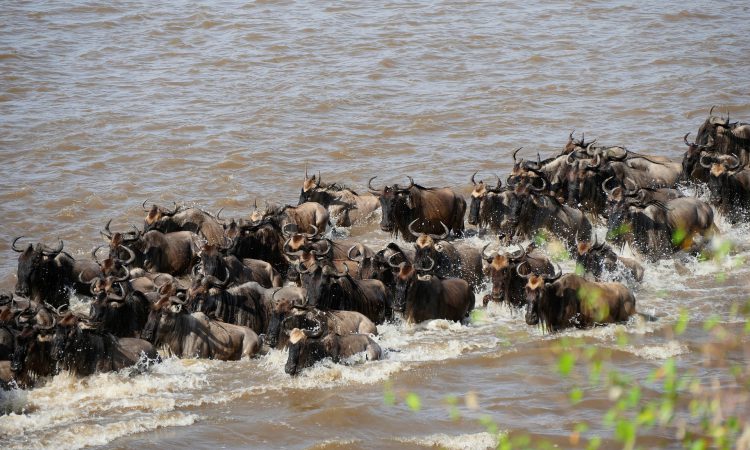 16 Days East African Safari
