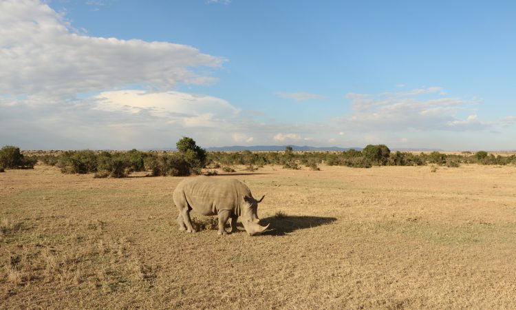 18 Days East African Adventure Vacation