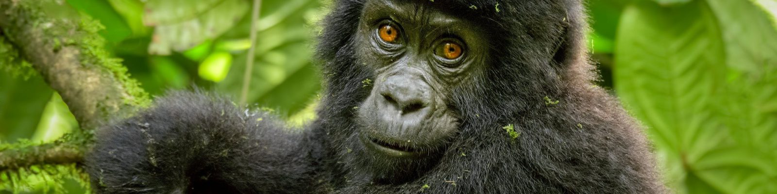 18 Days Uganda Safari Holiday