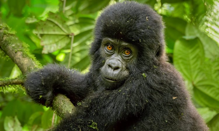 18 Days Uganda Safari Holiday