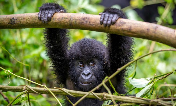 21 Days Grand Uganda Safari Holiday