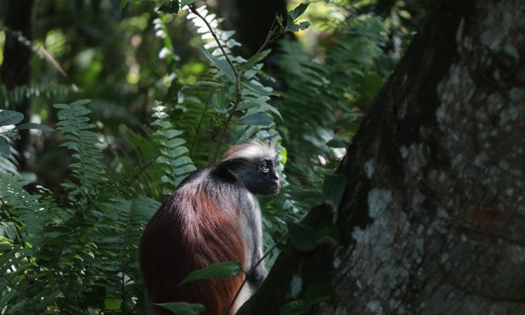 3 Days Jozani Forest Trekking