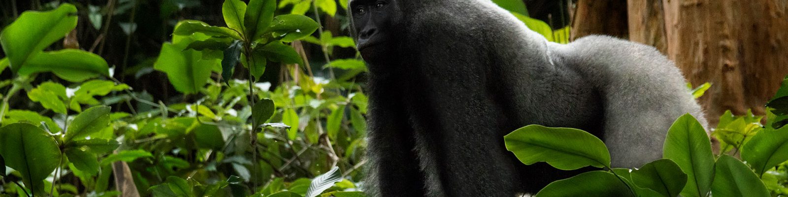 3 Days Lowland Gorilla Trekking Congo