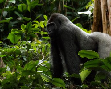 3 Days Lowland Gorilla Trekking Congo
