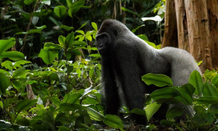 3 Days Lowland Gorilla Trekking Congo