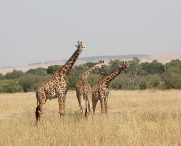 3 Days Masai Mara Wildlife Safari