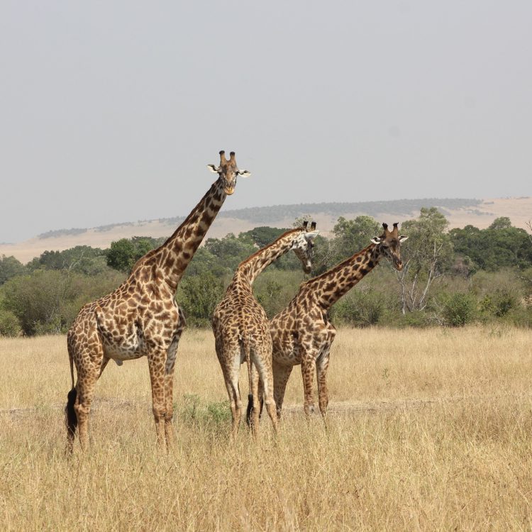 3 Days Masai Mara Wildlife Safari