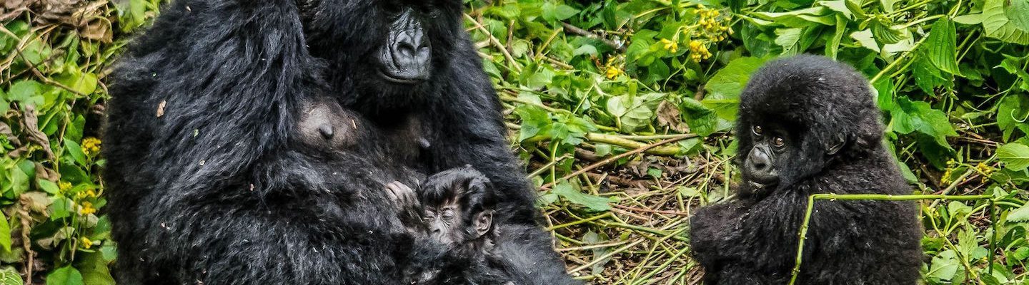 3 Days Budget Virunga Gorilla Trekking Congo