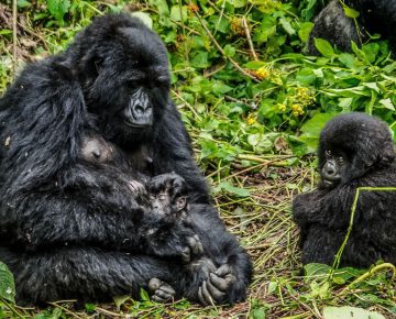3 Days Budget Virunga Gorilla Trekking Congo