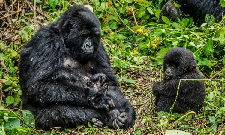 3 Days Budget Virunga Gorilla Trekking Congo