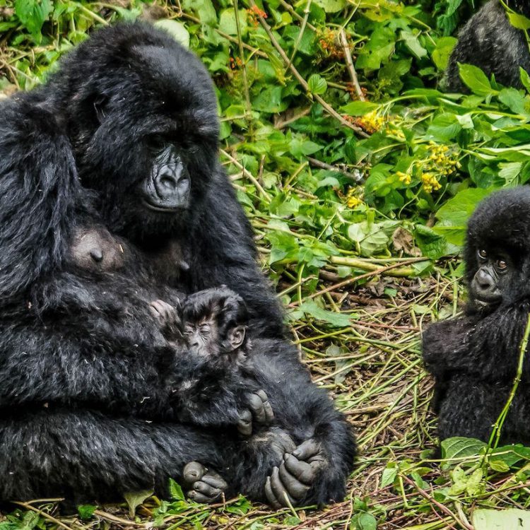 3 Days Budget Virunga Gorilla Trekking Congo