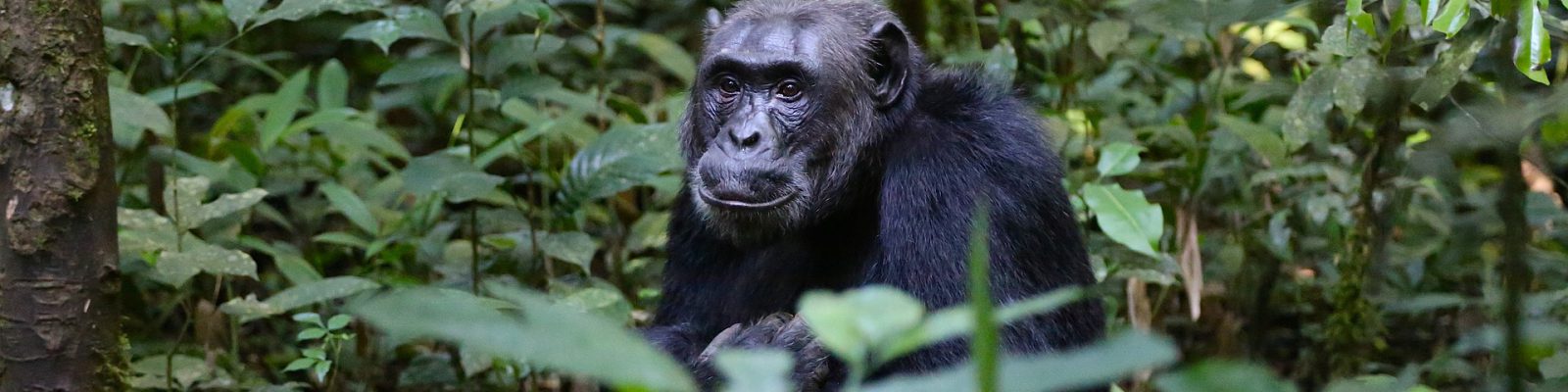4 Days Lowland Gorillas & Chimpanzee Trekking