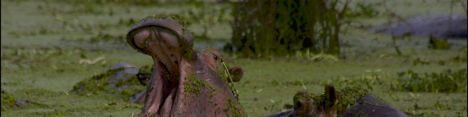 4 Days Serengeti & Ngorongoro Crater Safari