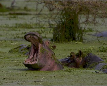 4 Days Serengeti & Ngorongoro Crater Safari