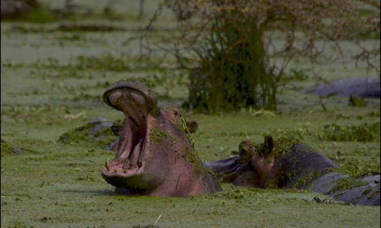 4 Days Serengeti & Ngorongoro Crater Safari