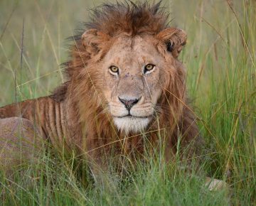 5 Days Masai Mara & Lake Nakuru Safari