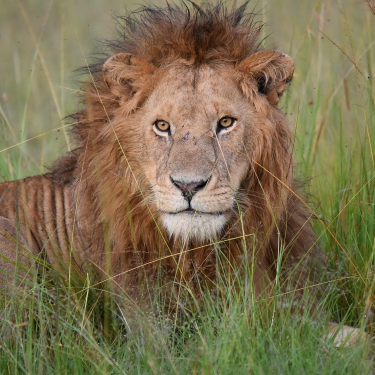 5 Days Masai Mara & Lake Nakuru Safari