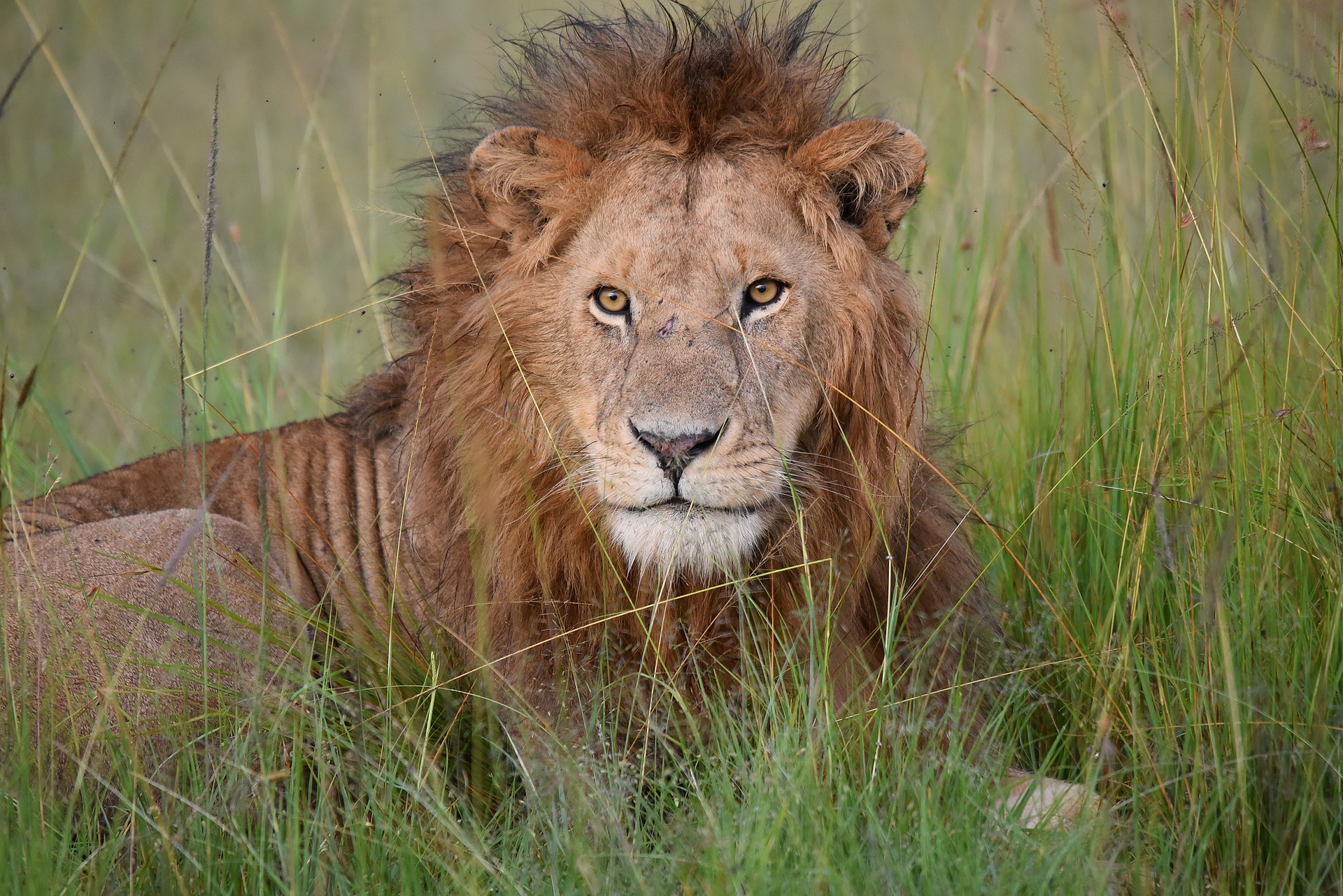 5 Days Masai Mara & Lake Nakuru Safari