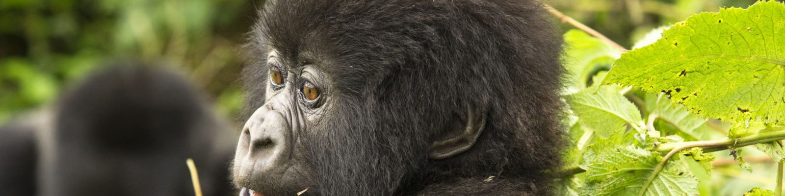 5 Days Uganda and Rwanda Gorillas safari