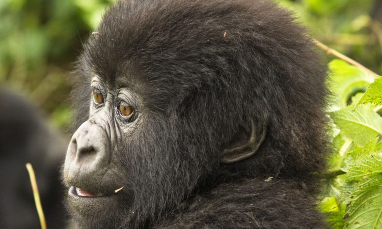 5 Days Uganda and Rwanda Gorillas safari
