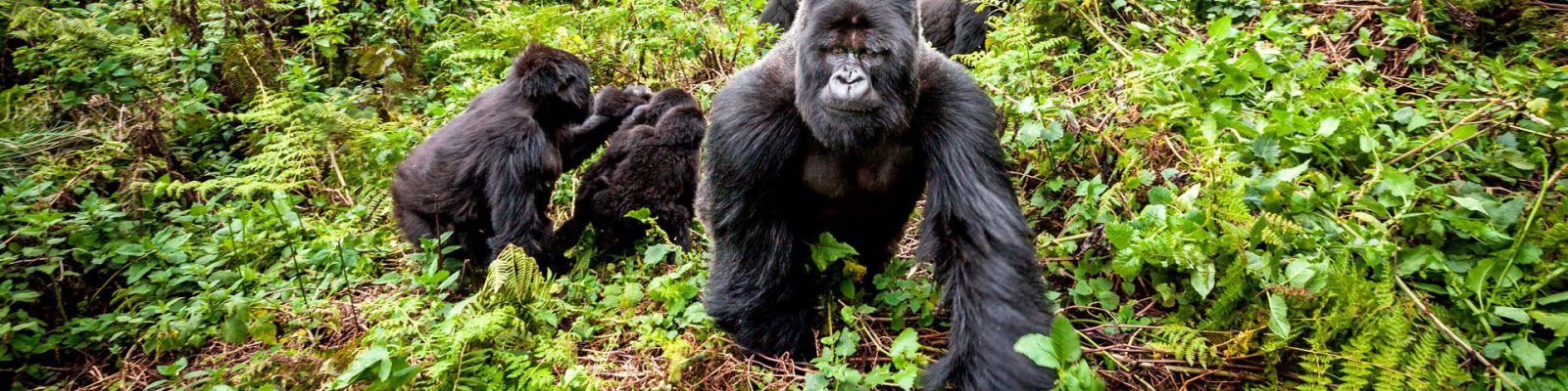 6 Days Rwanda Gorillas and Masai Mara