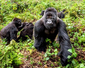 6 Days Rwanda Gorillas and Masai Mara