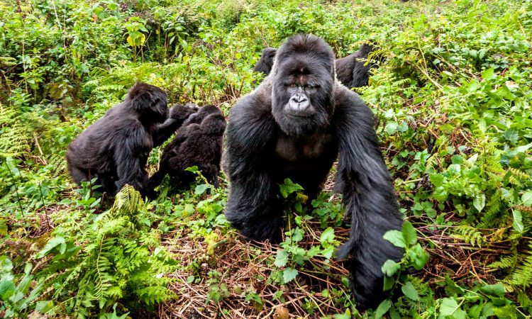 6 Days Rwanda Gorillas and Masai Mara