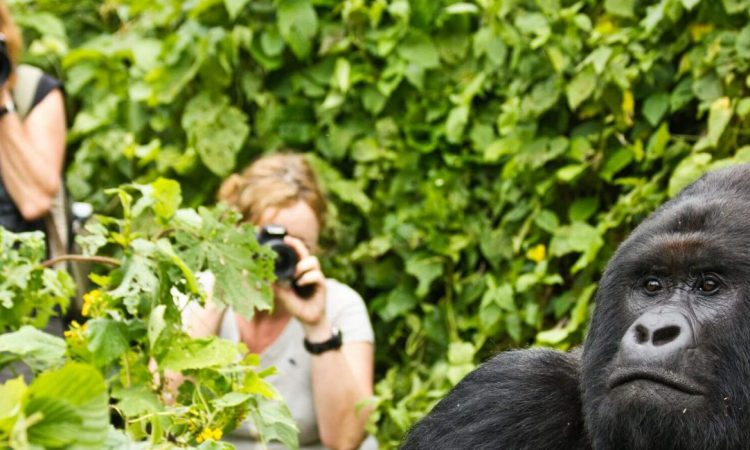 6 Days Rwanda Gorillas & Ngorongoro