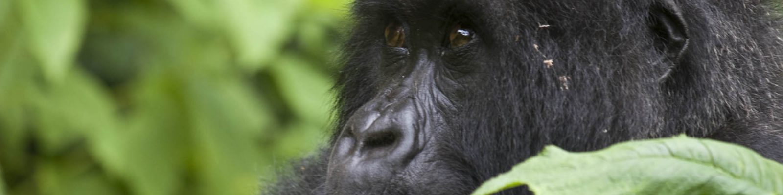 6 Days Rwanda Gorillas & Serengeti