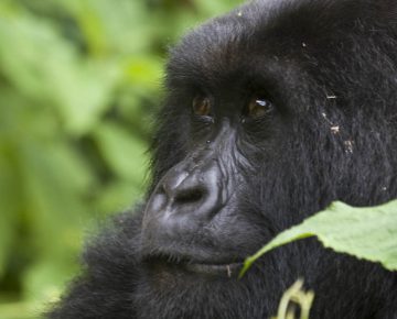 6 Days Rwanda Gorillas & Serengeti