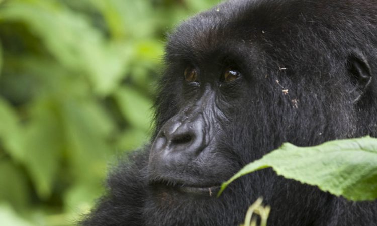 6 Days Rwanda Gorillas & Serengeti