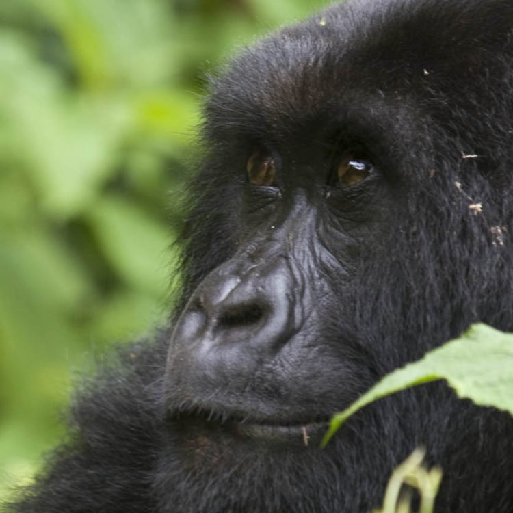 6 Days Rwanda Gorillas & Serengeti