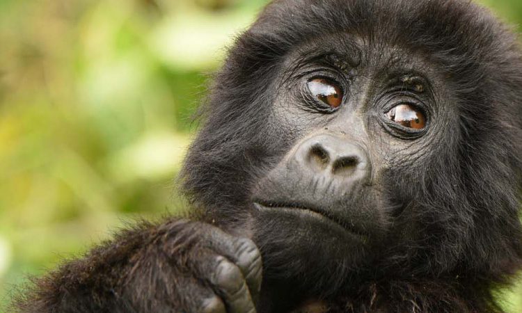 6 Days Triple Gorilla Trekking Uganda