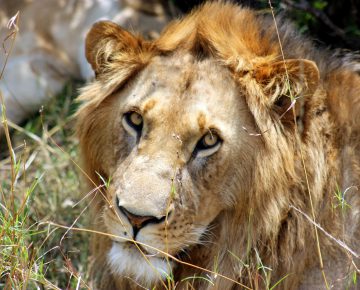 Game drives in Kidepo National Park