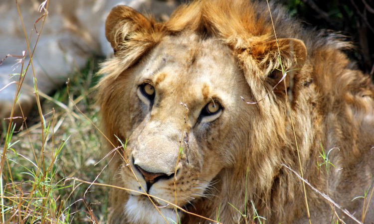 Game drives in Kidepo National Park